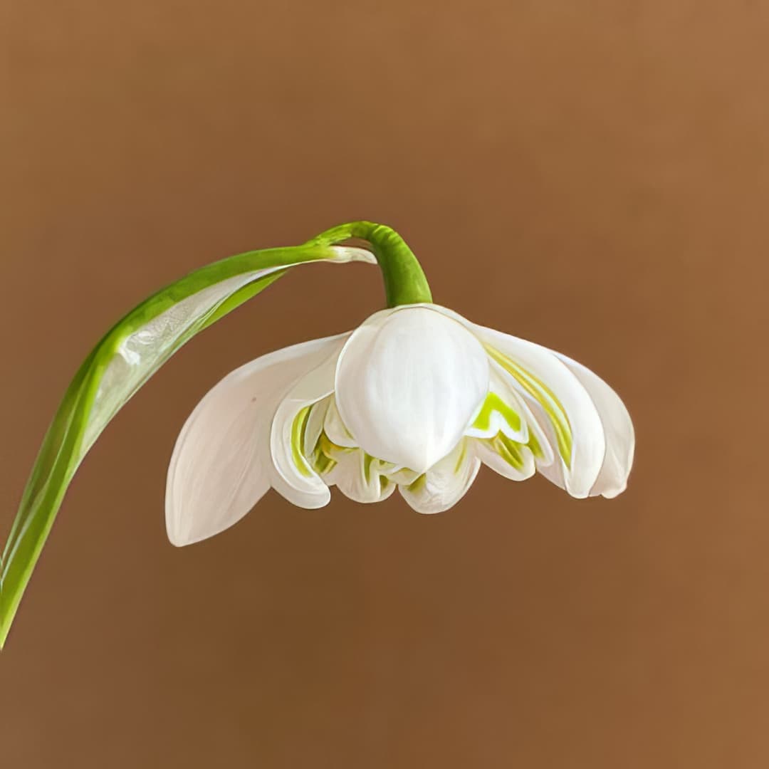 Galanthus nivalis Bagpuize Virginia