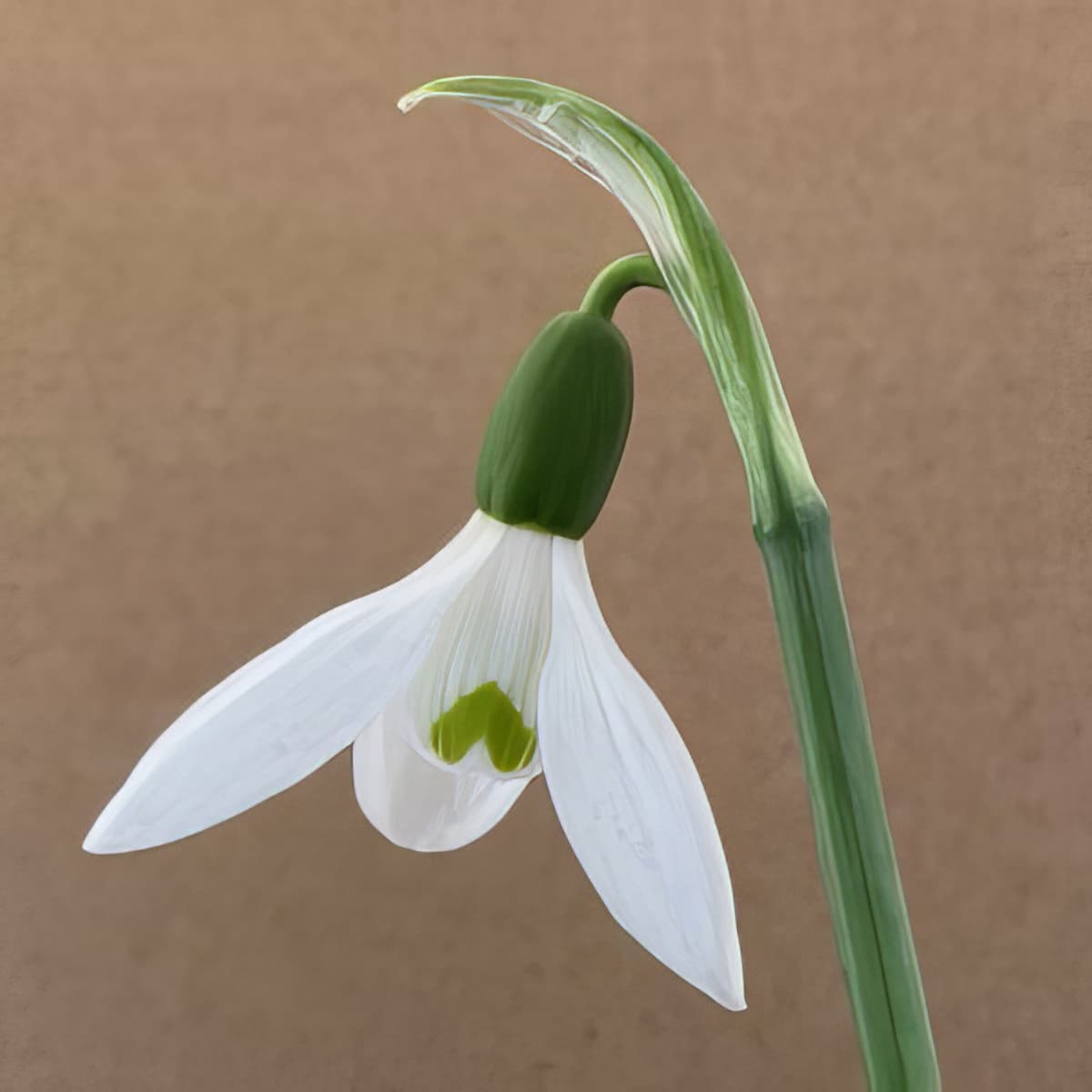 Galanthus elwesii Barnes (Hiemalis Group)