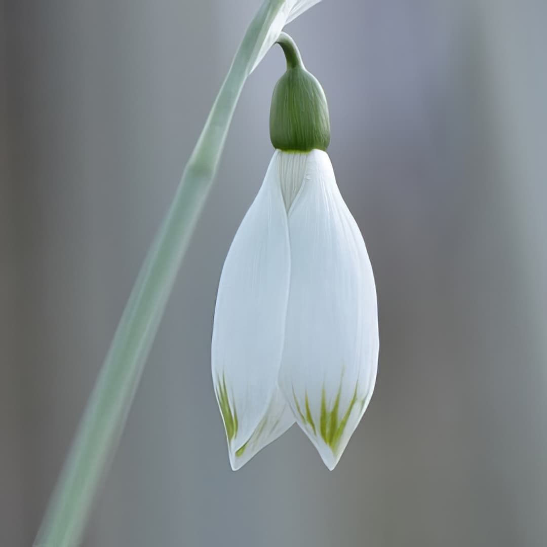 Galanthus elwesii Beany