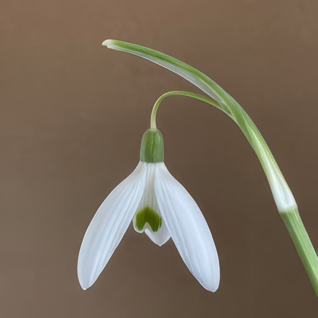 Galanthus reginae-olgae subsp vernalis Calabria