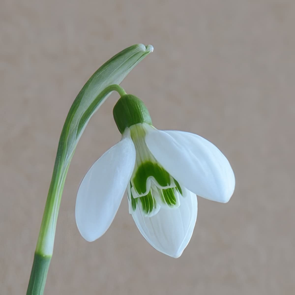 Galanthus nivalis Conundrum