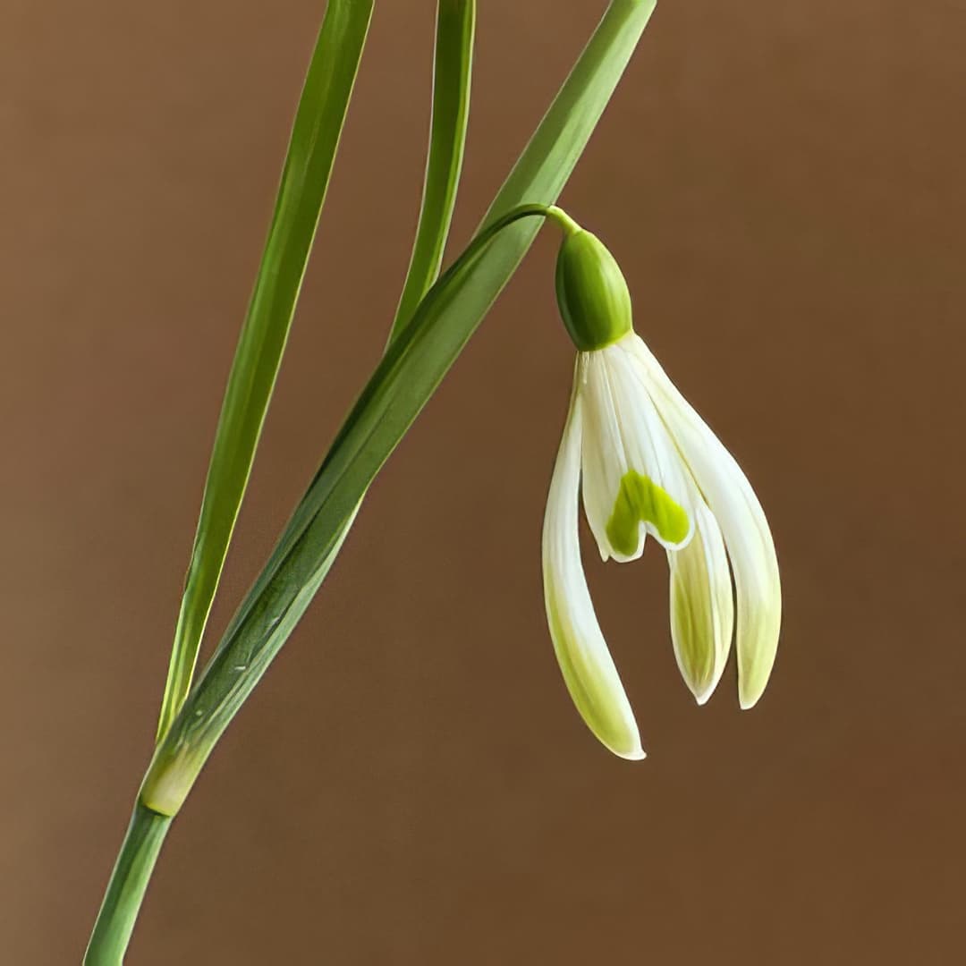 Galanthus Drei Ohren