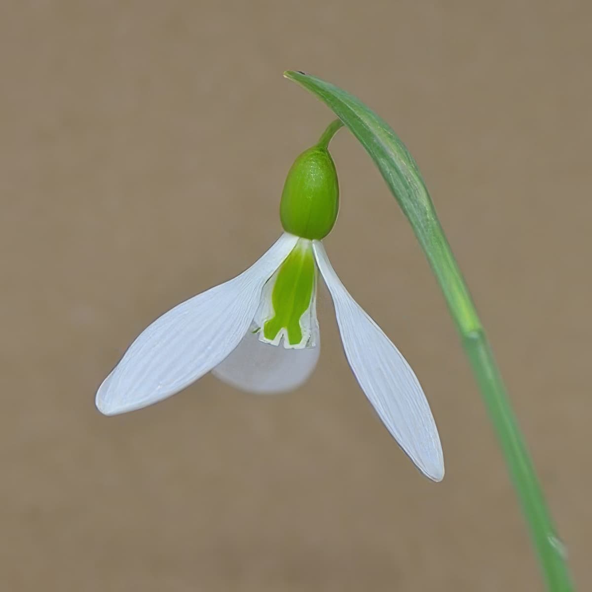 Galanthus plicatus Duckie