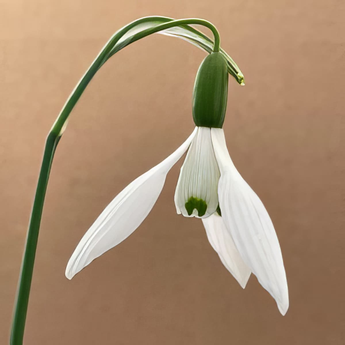 Galanthus Epiphany