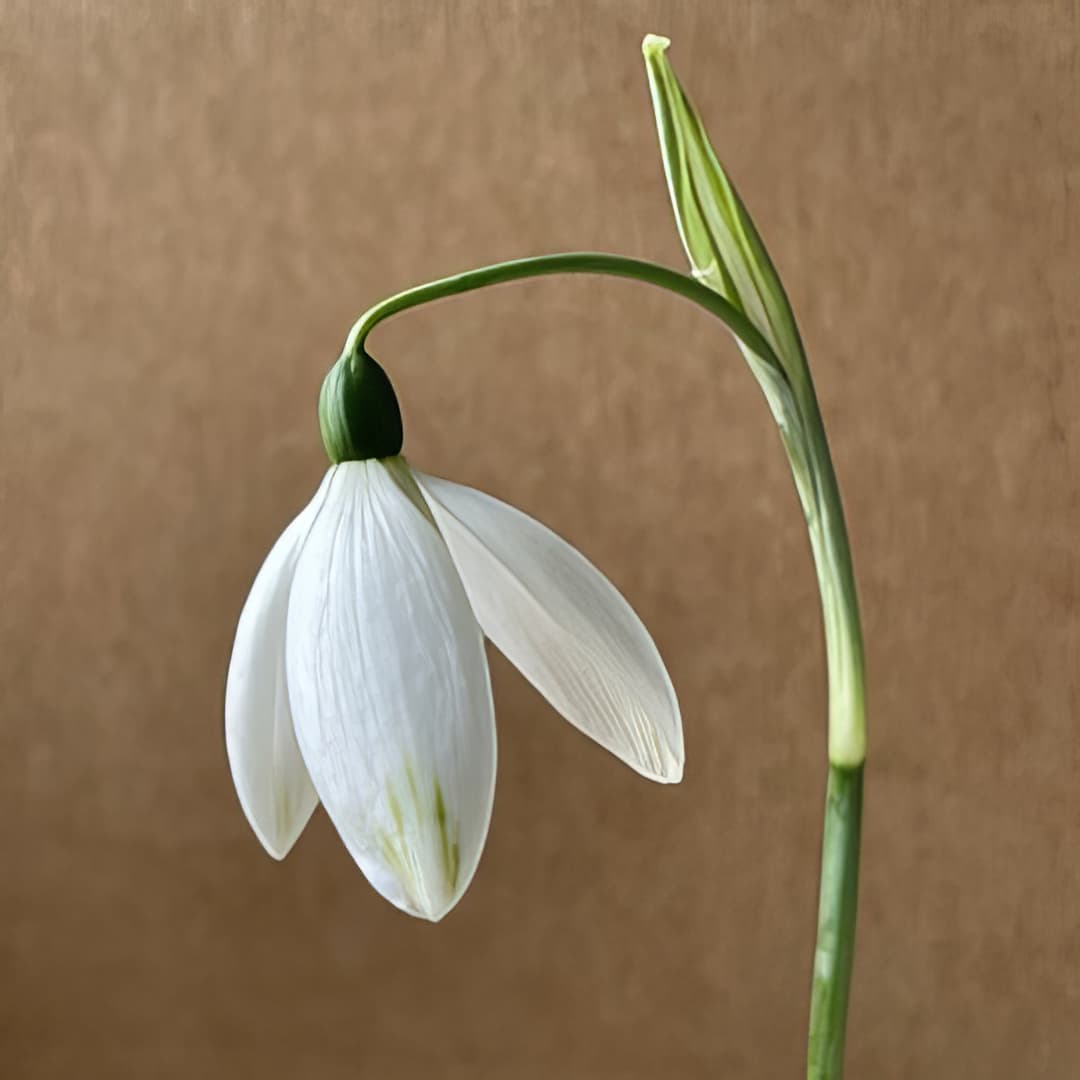 Galanthus Fly Fishing