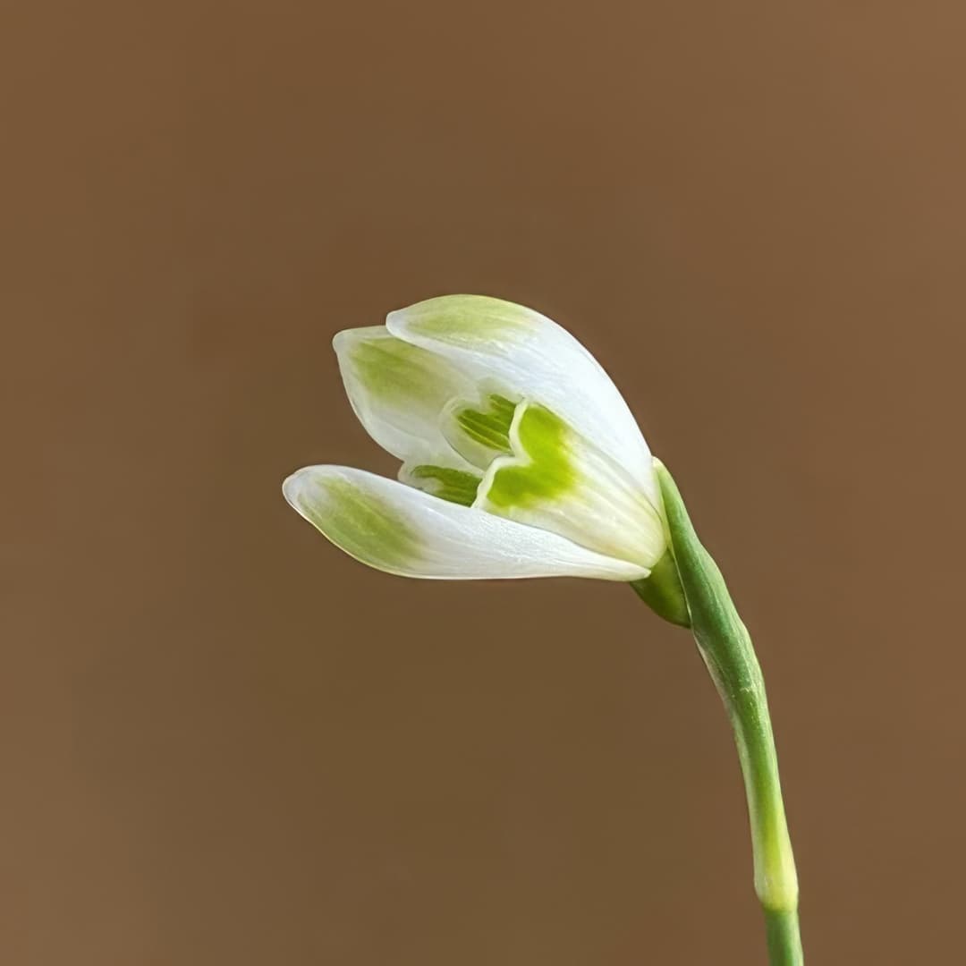 Galanthus Funny Justine