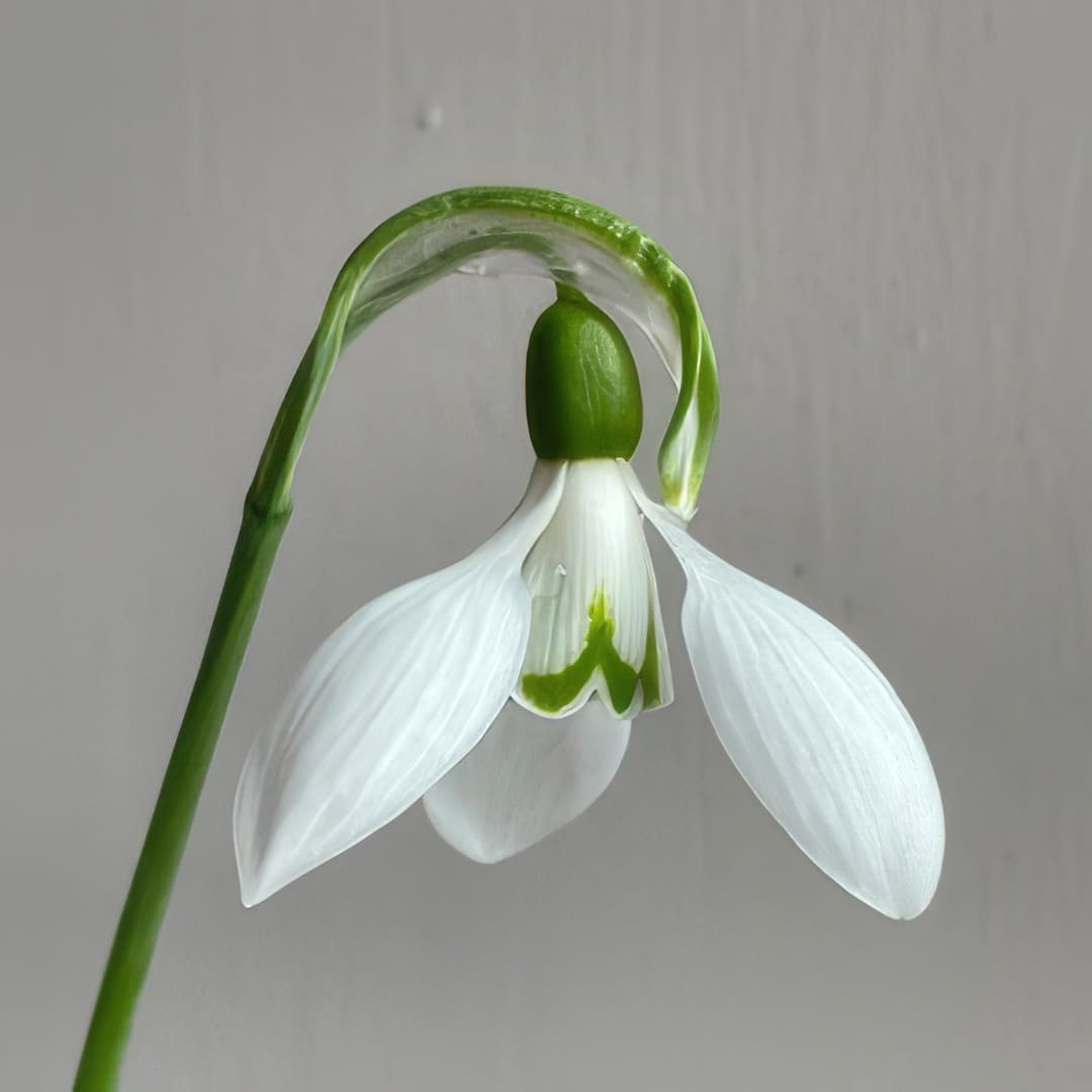 Galanthus elwesii Galadriel