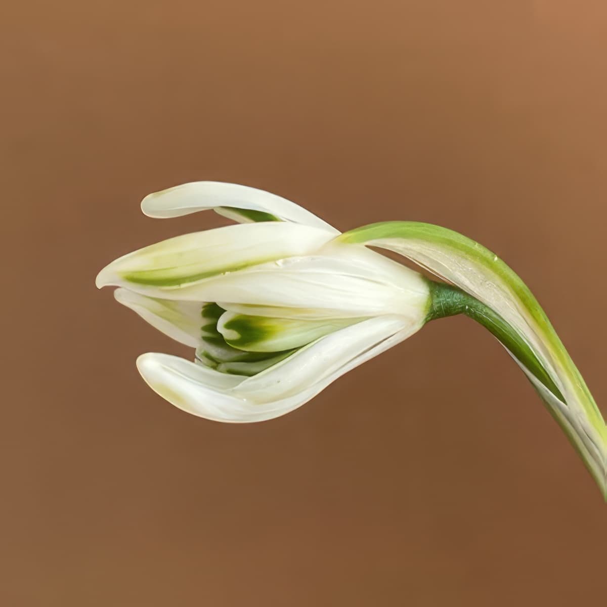 Galanthus nivalis Irish Green