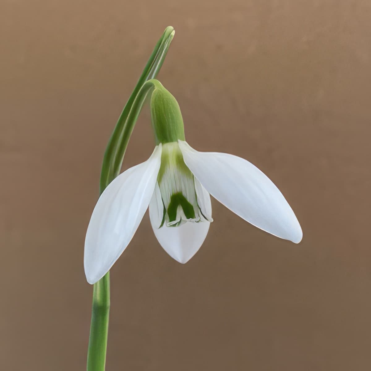 Galanthus Ivy Cottage Corporal