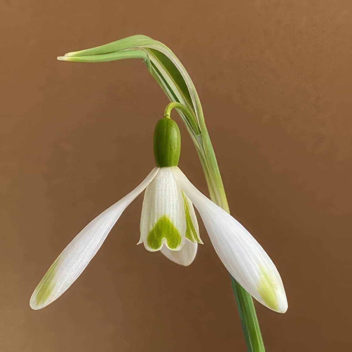 Galanthus nivalis Jade