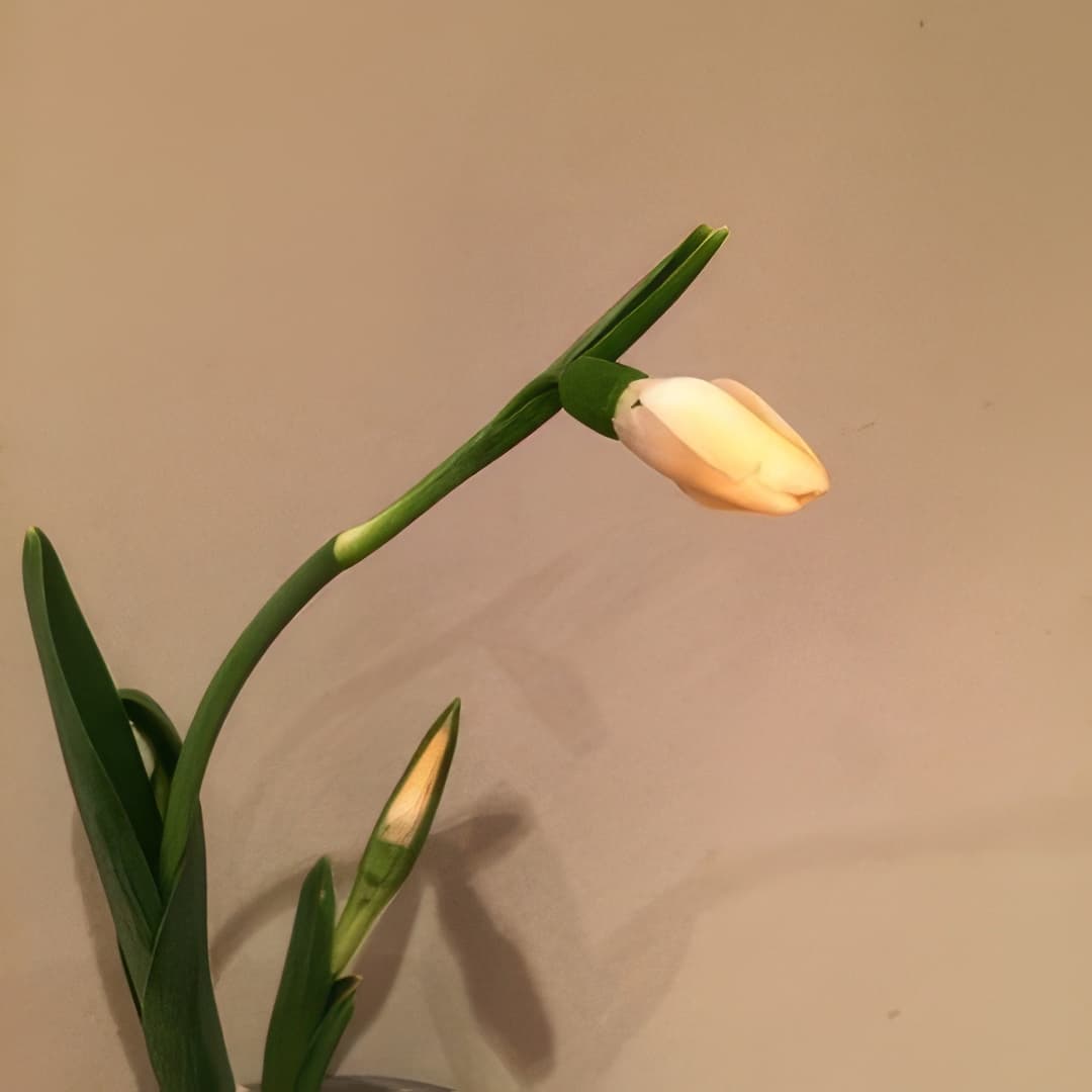 Galanthus elwesii Joy Cozens