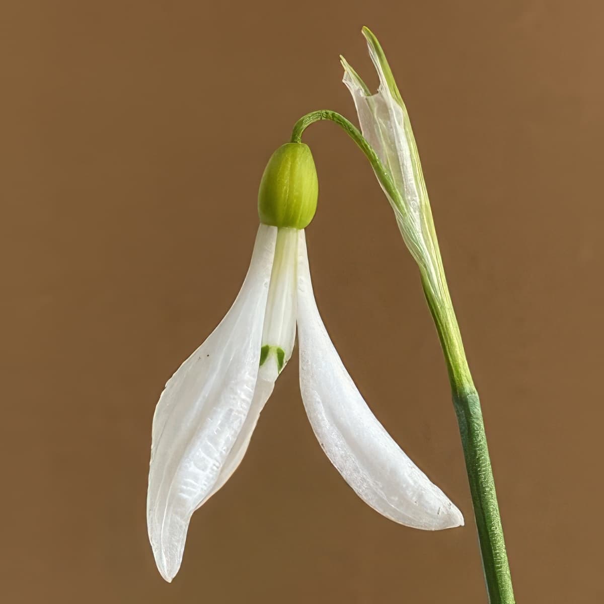 Galanthus krasnovii