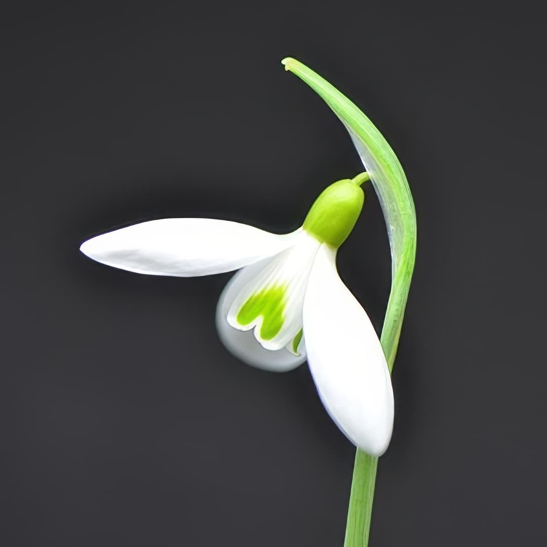 Galanthus Limetree