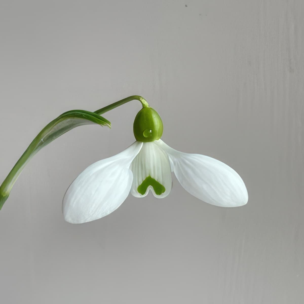 Galanthus Little Dorrit