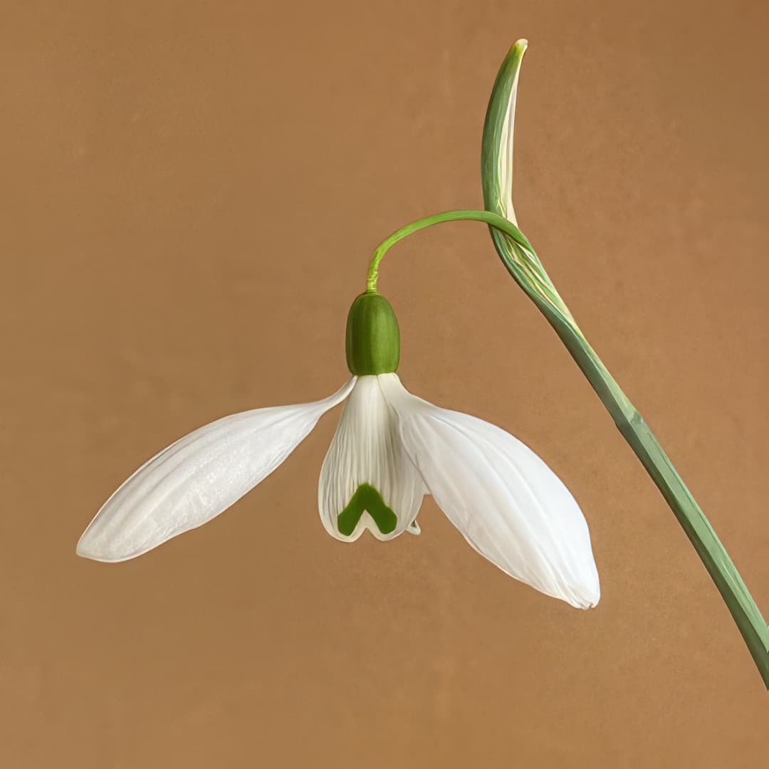 Galanthus Martin