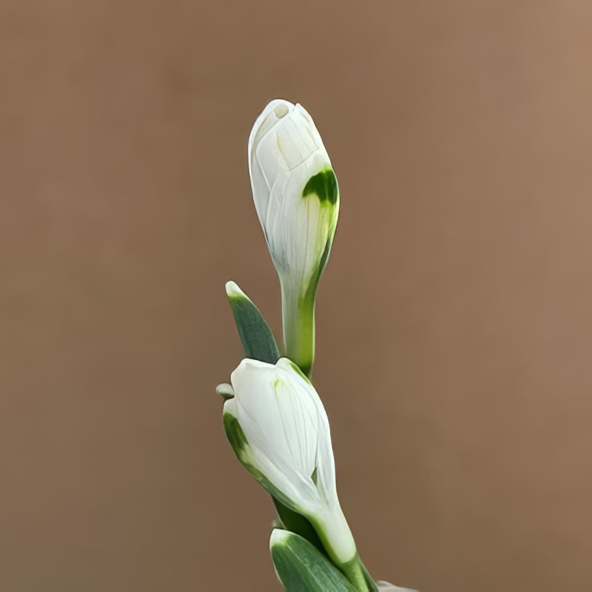 Galanthus reginae-olgae Miss Adventure