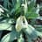Virescent Snowdrops