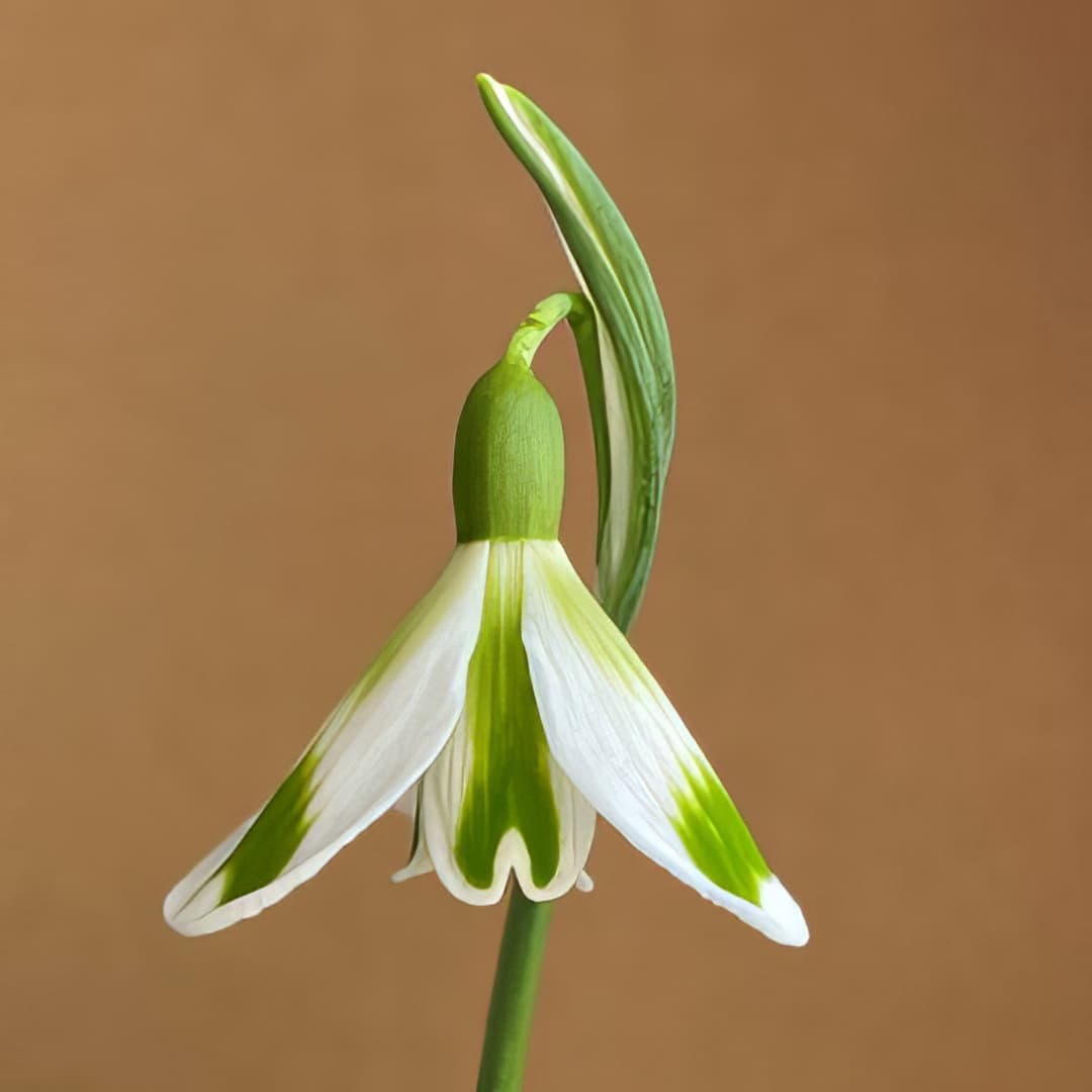 Galanthus plicatus Phil Cornish