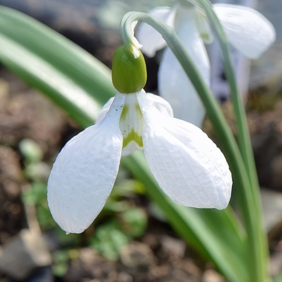 Galanthus plicatus Priscilla Bacon