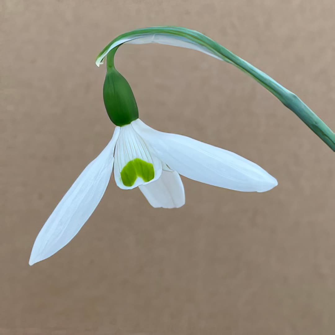Galanthus elwesii Rainbow Farm Early