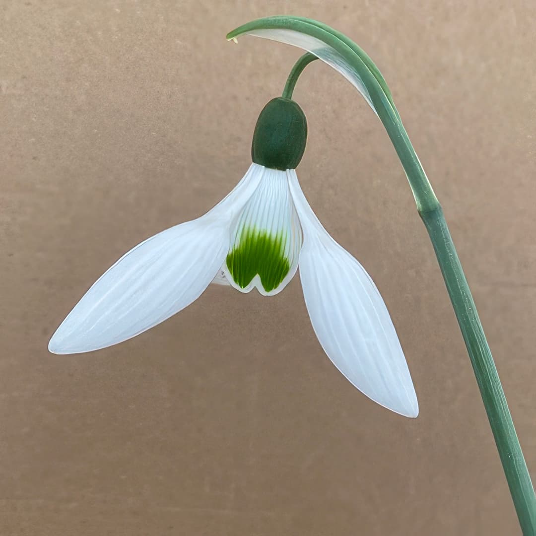 Galanthus elwesii Remember Remember