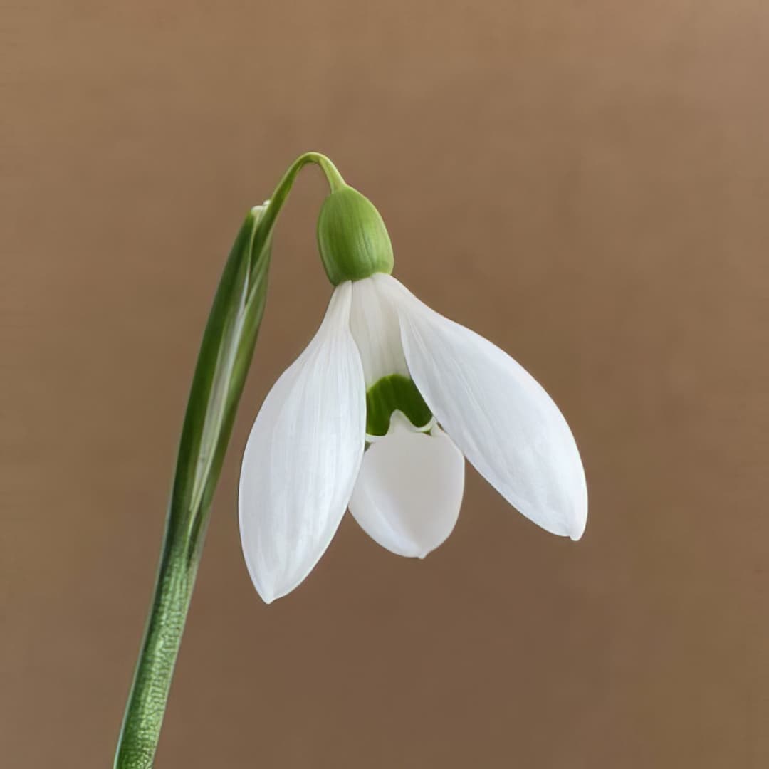 Galanthus rizehensis