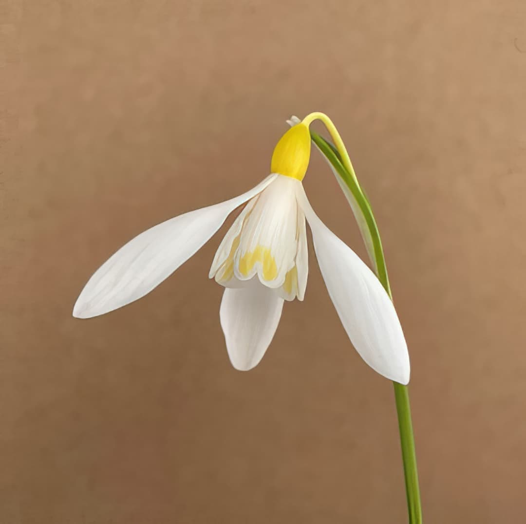 Galanthus nivalis Sandersii Group