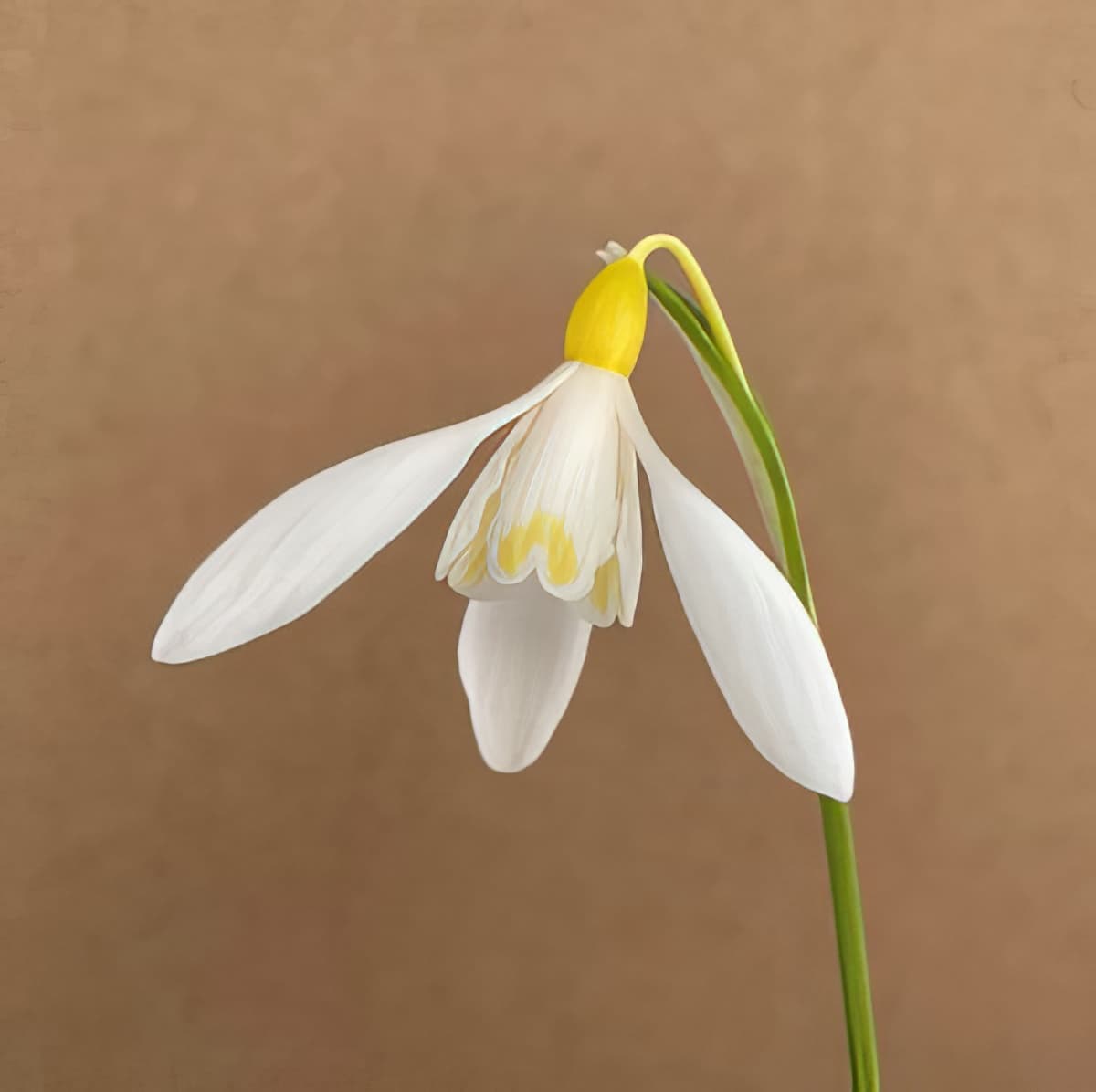 Galanthus nivalis Sandersii Group