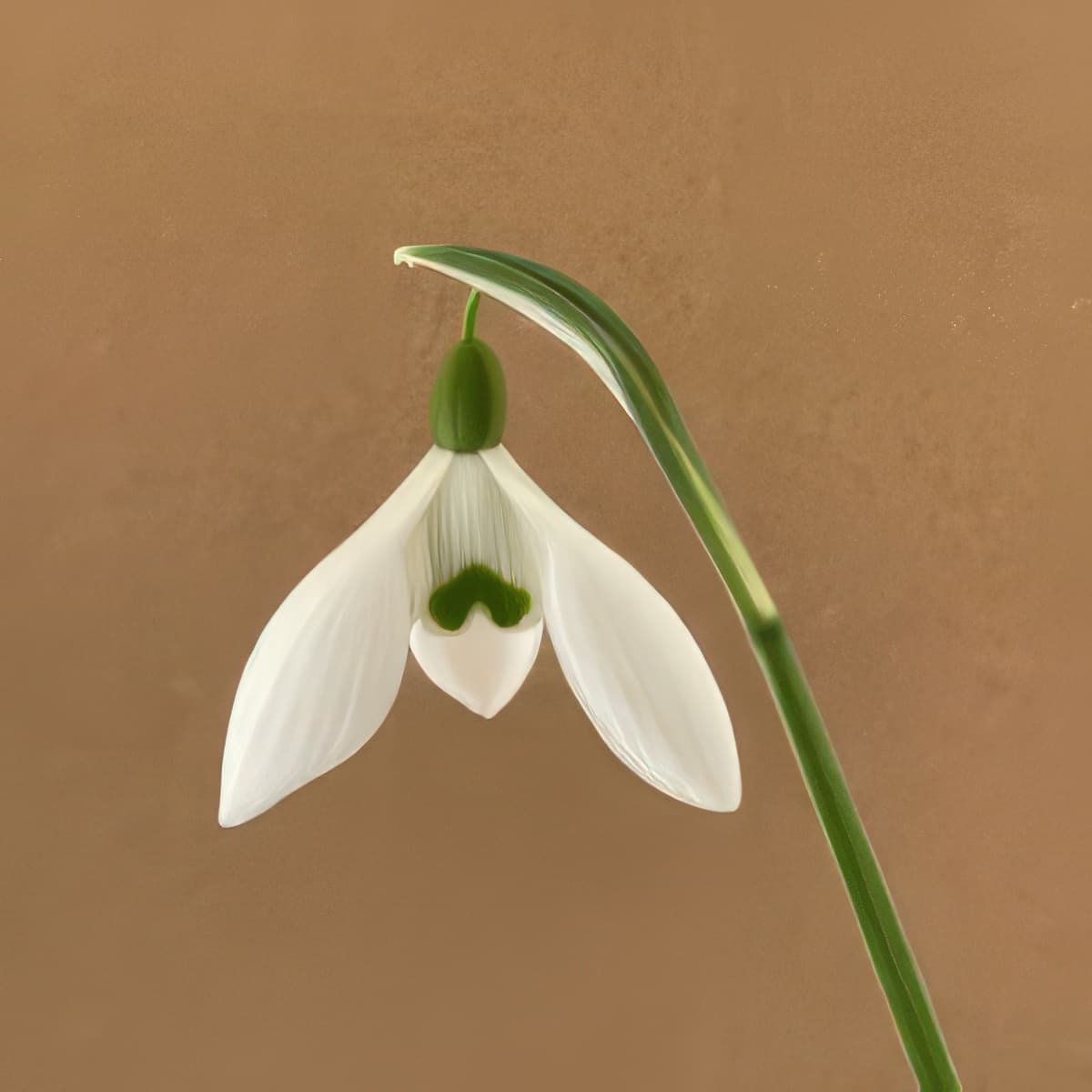Galanthus Seagull