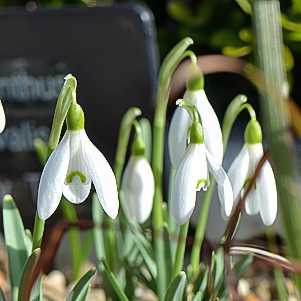 Galanthus nivalis Tiny Tim