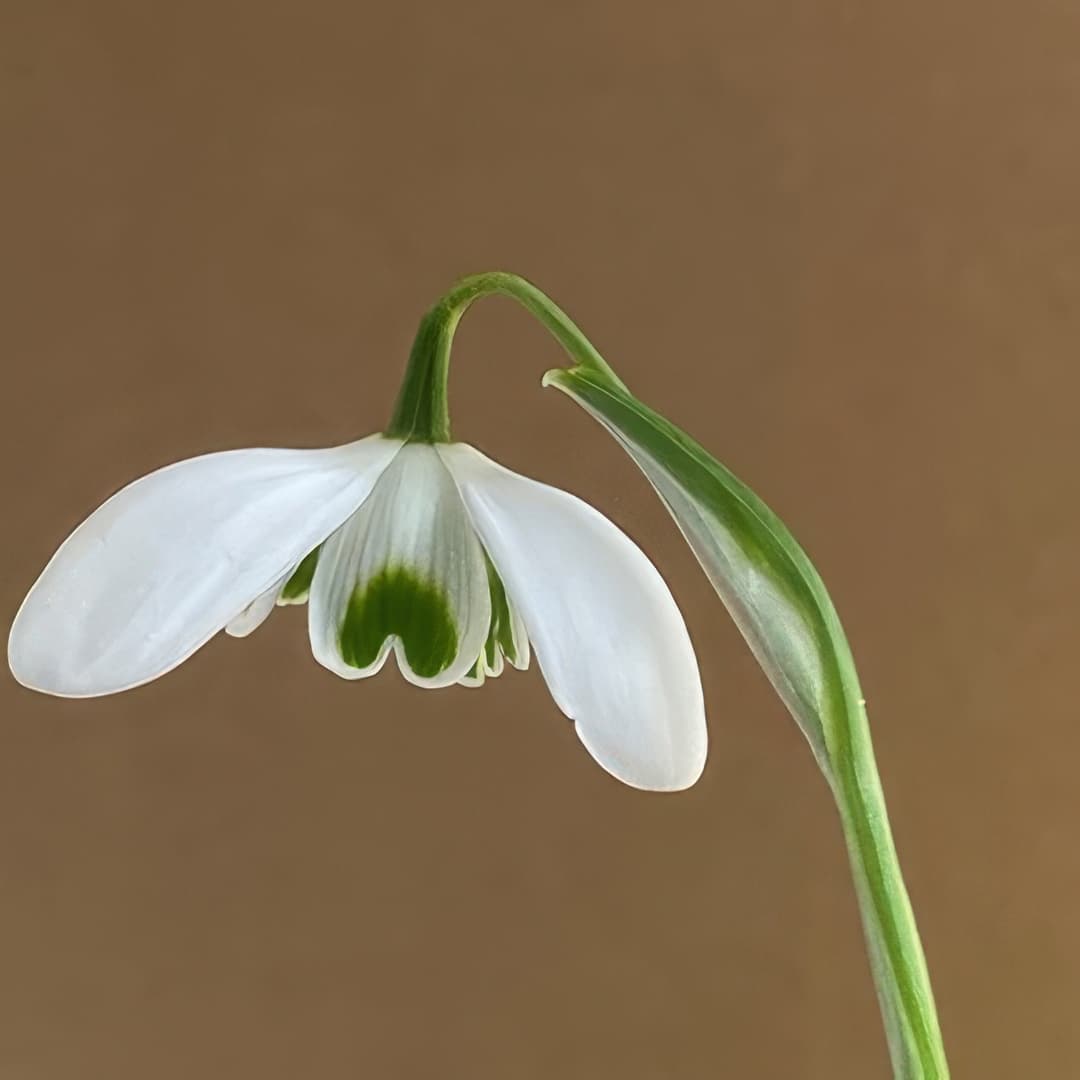 Galanthus Titania
