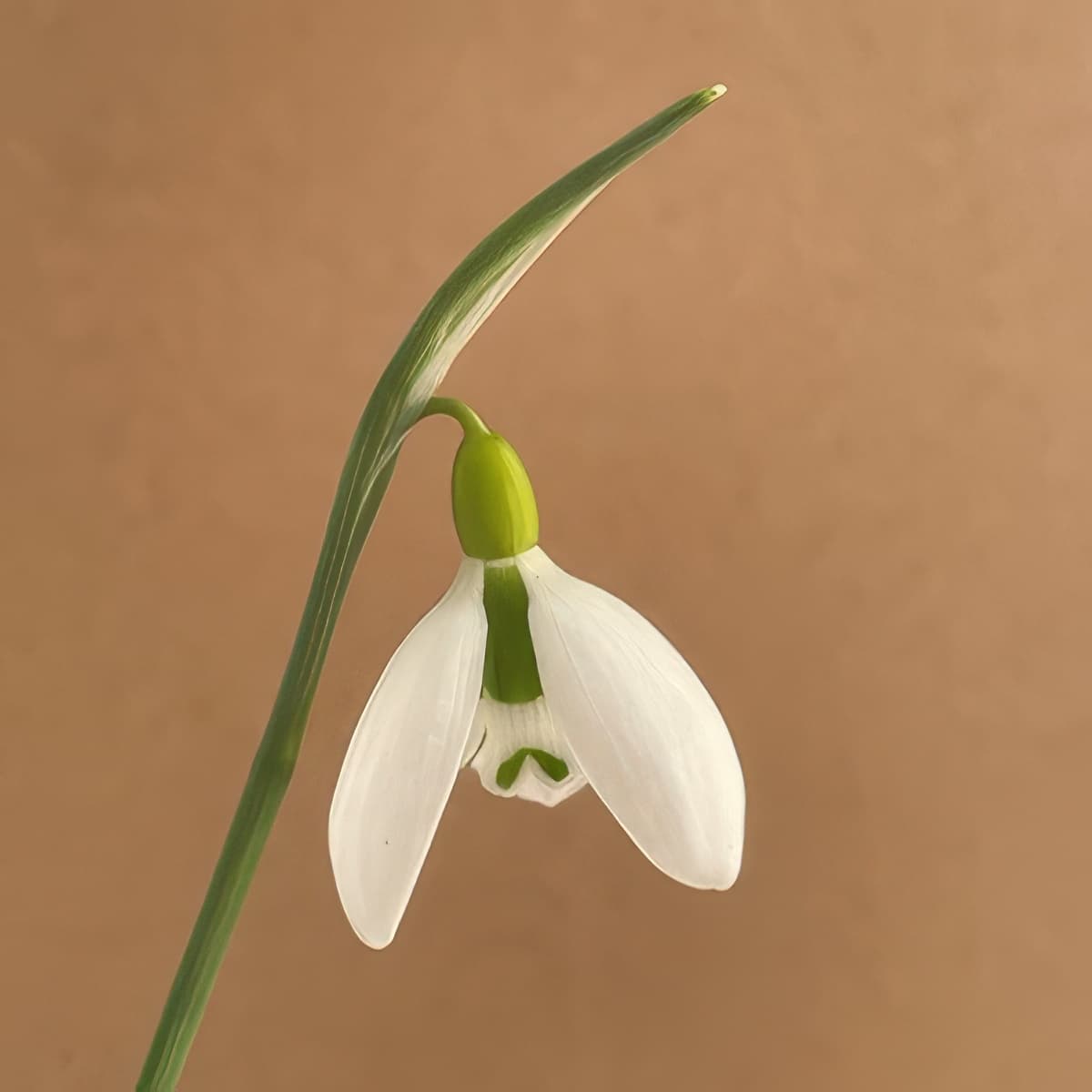 Galanthus gracilis Vic Horton