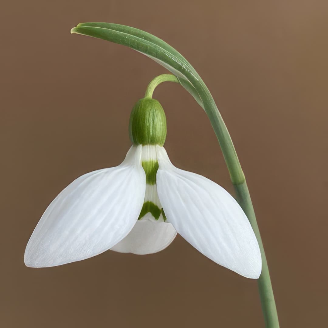 Galanthus elwesii Zwanenburg