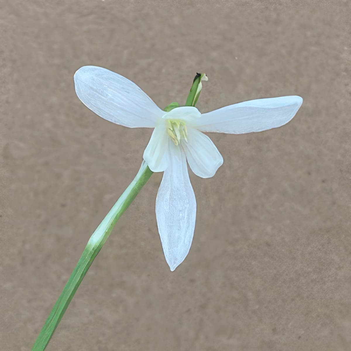 Galanthus peshmenii
