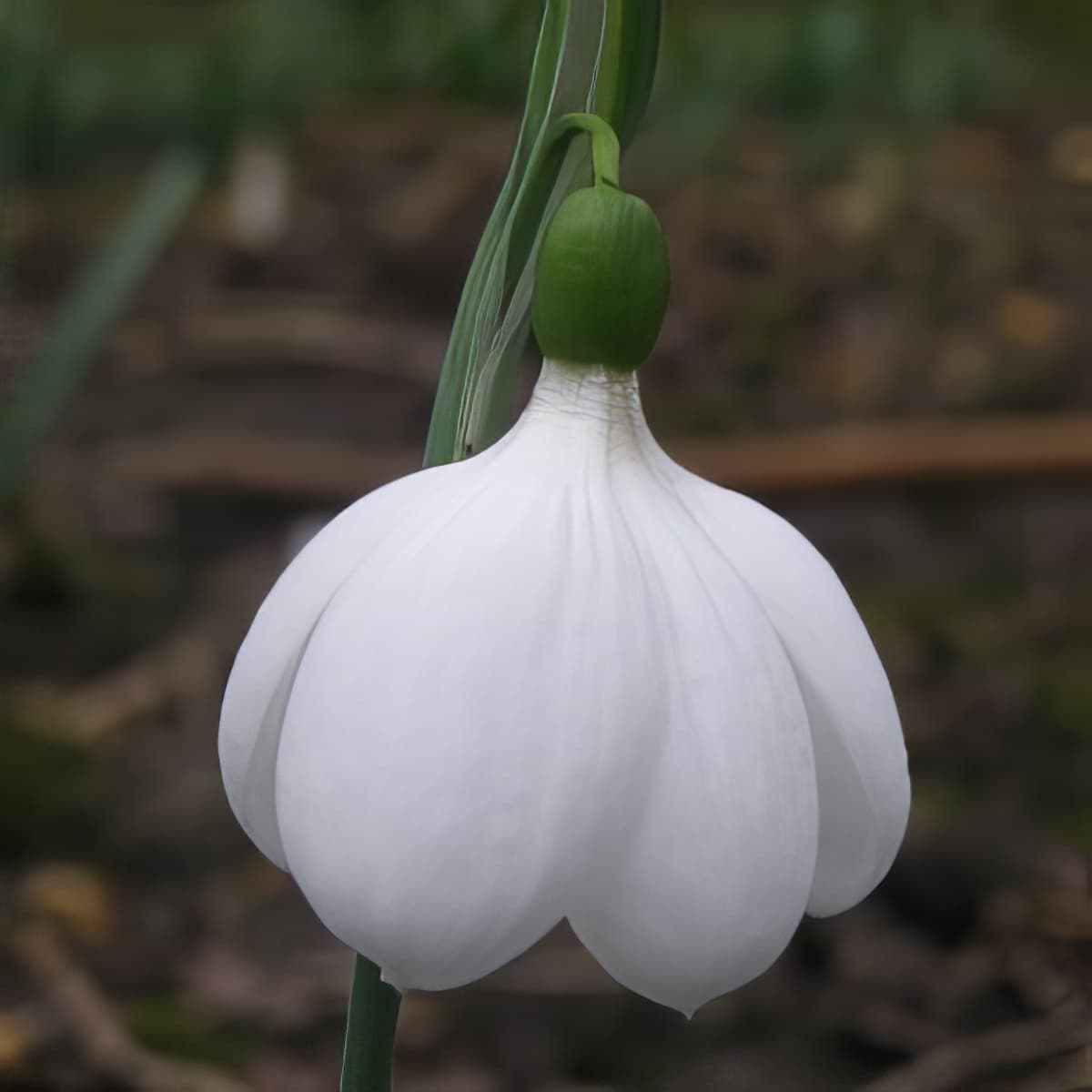 Galanthus plicatus E A Bowles