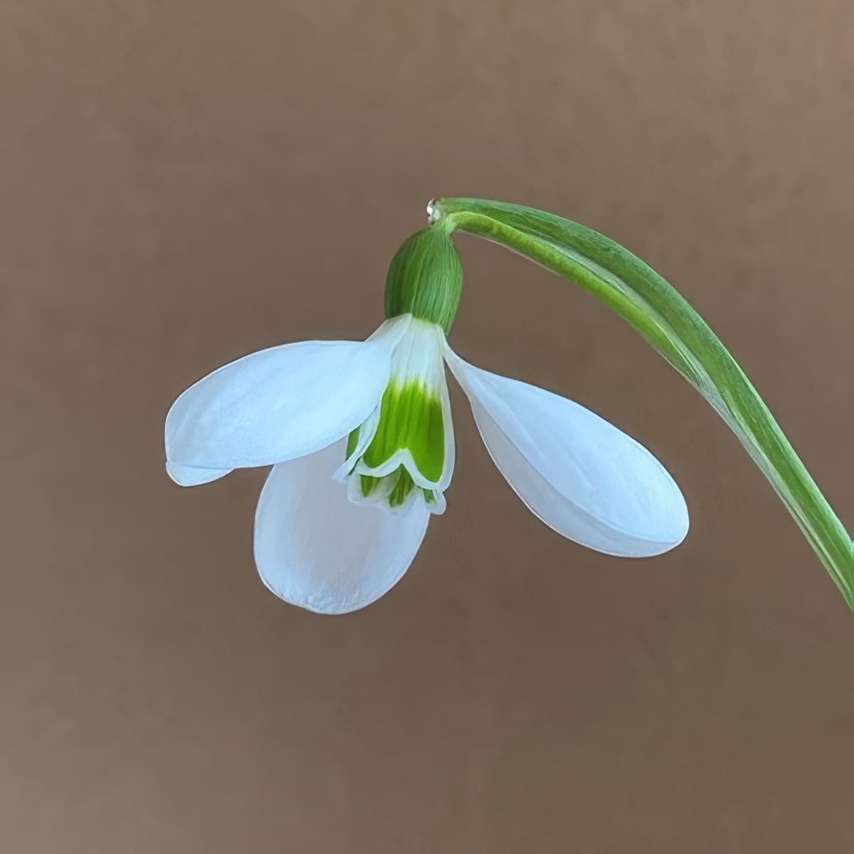 Galanthus plicatus Warham