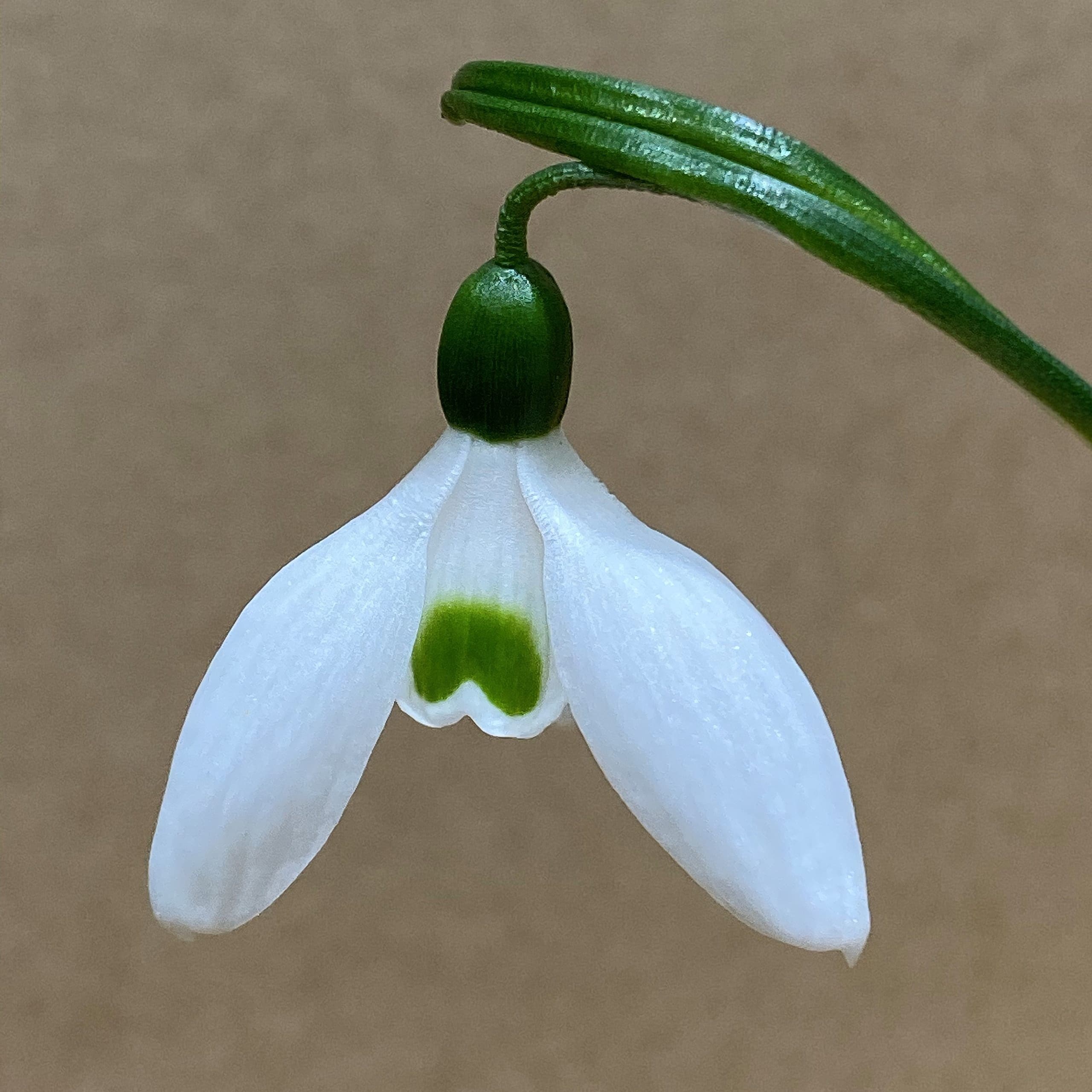 Galanthus ikariae subsp. snogerupii