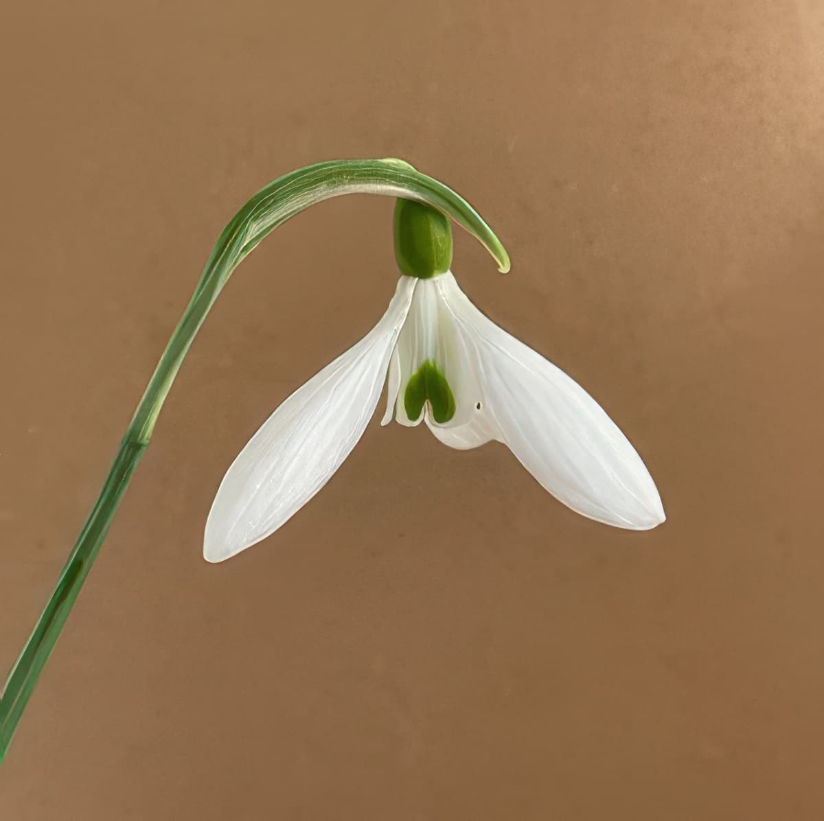 Galanthus James Backhouse