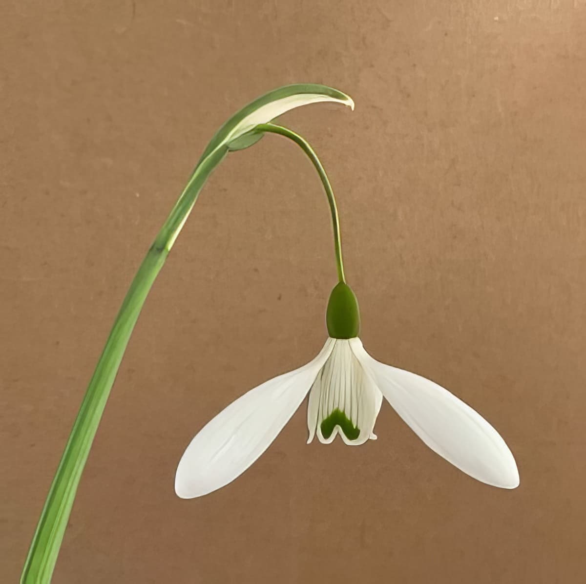 Galanthus Magnet