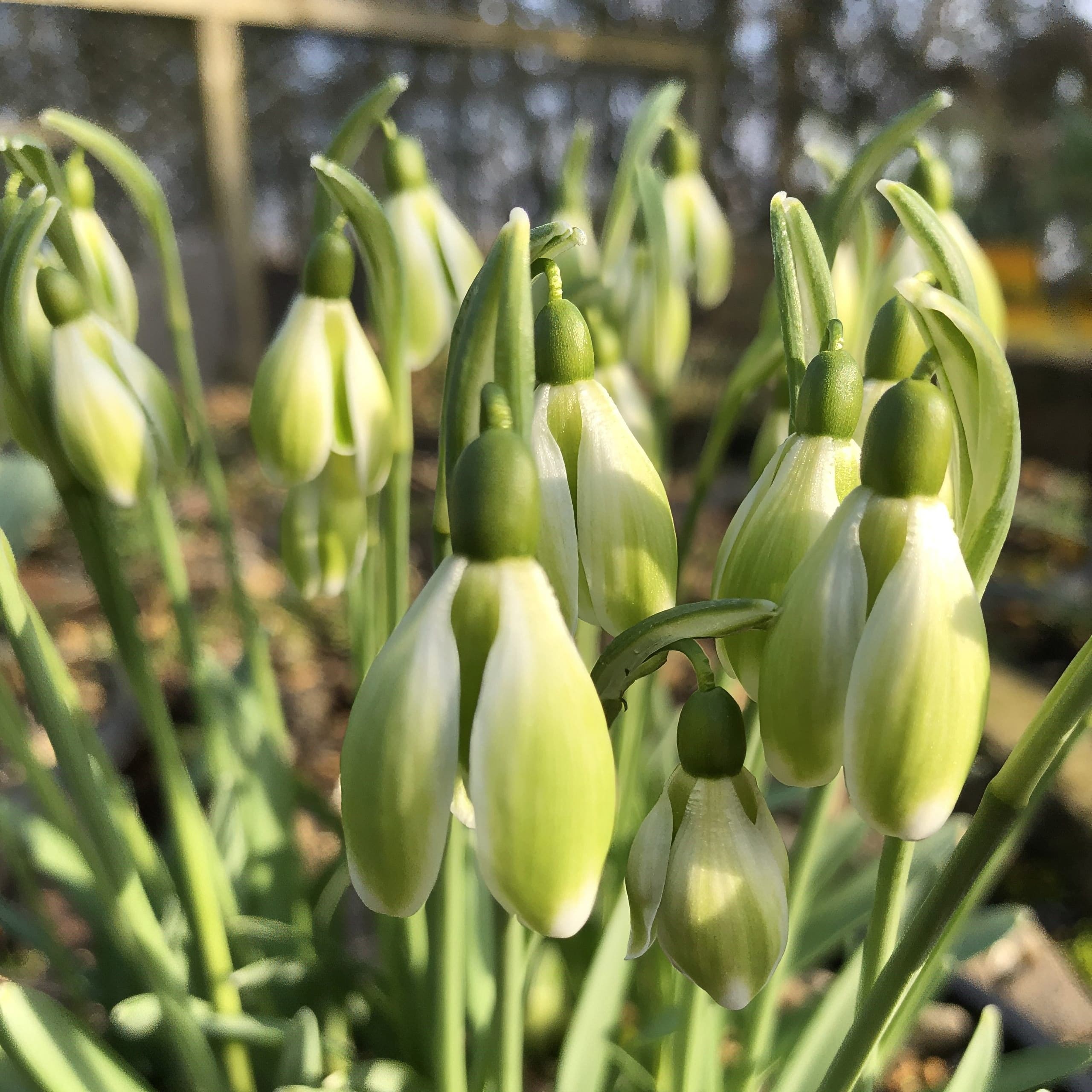 Double Snowdrops
