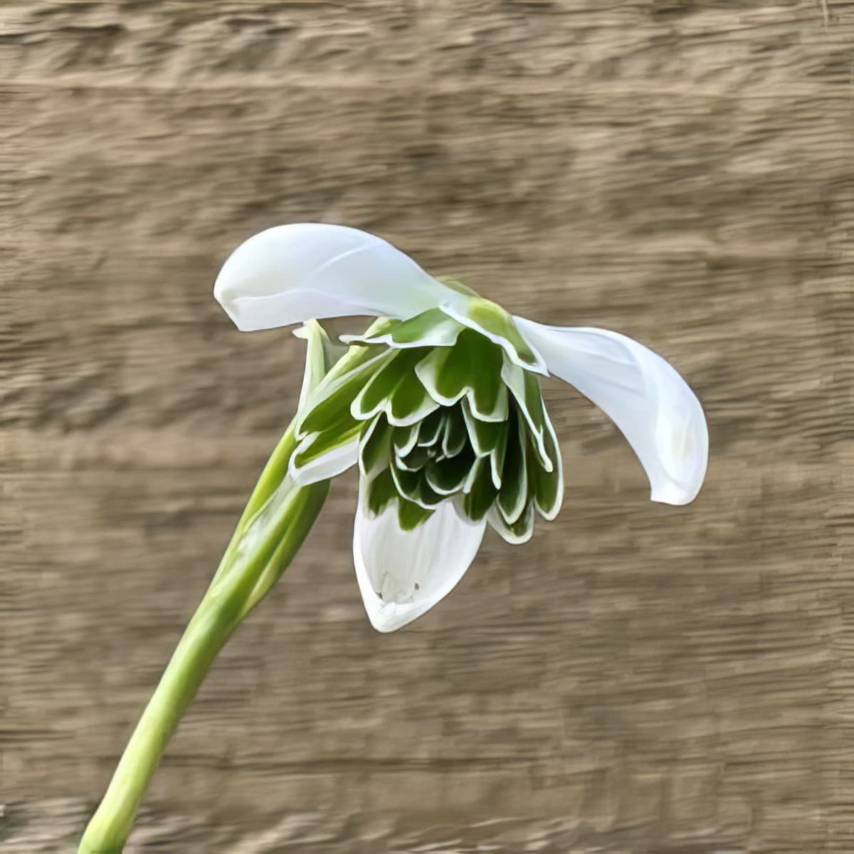 Galanthus Rodmarton