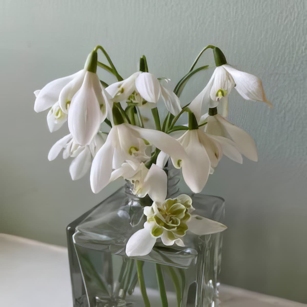 25 Galanthus nivalis flore pleno