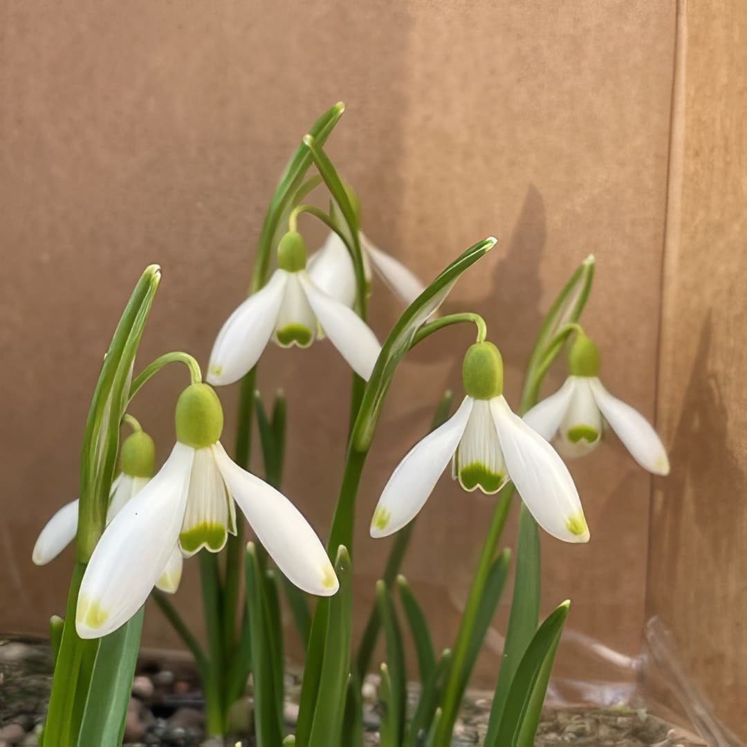 Galanthus nivalis Green Light
