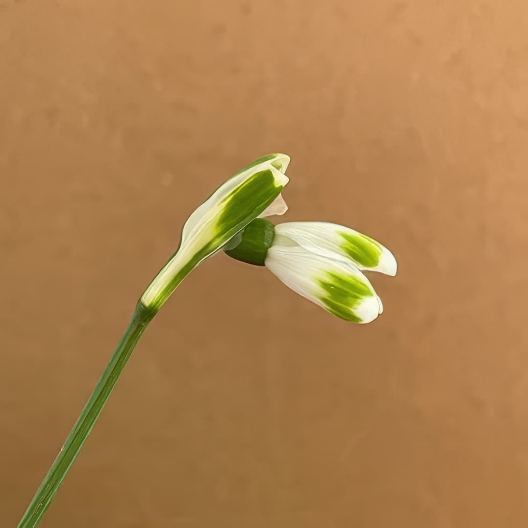 Galanthus reginae-olgae subsp vernalis Miss Behaving