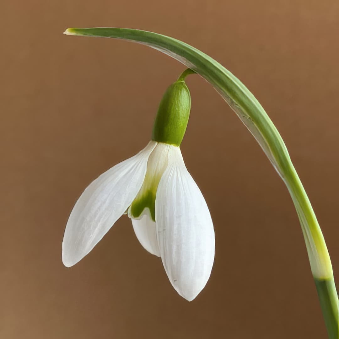 Galanthus Tuesday's Child