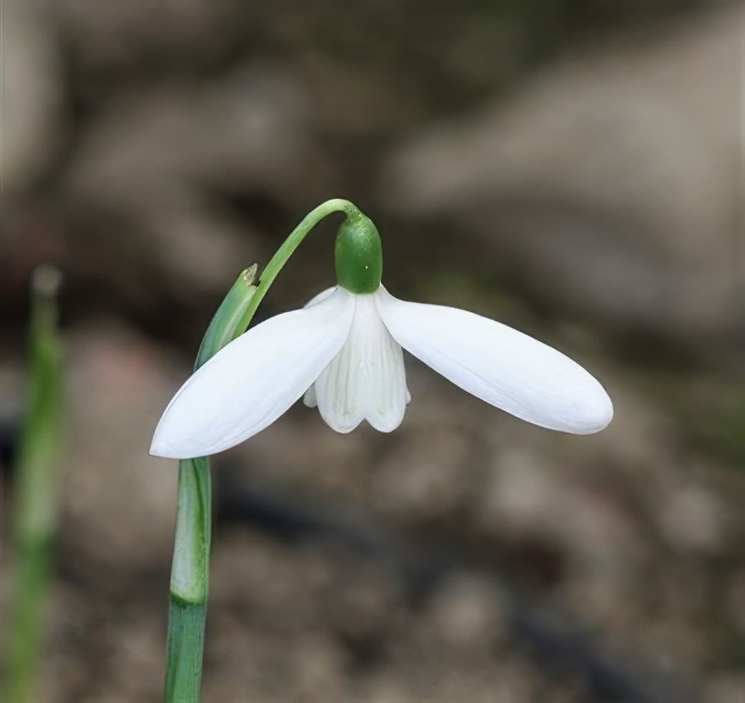Galanthus reginae-olgae subsp reginae-olgae Blanc de Chine