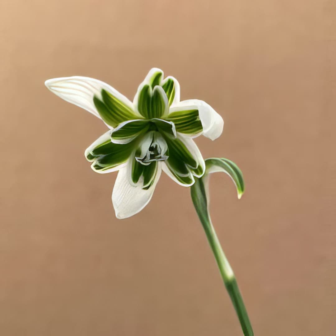 Galanthus nivalis Blewbury Tart