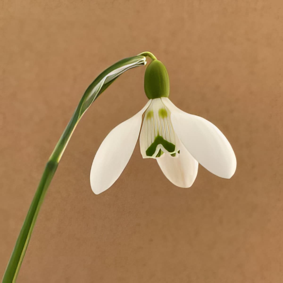 Galanthus Button