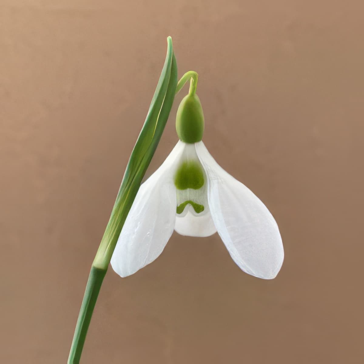 Galanthus plicatus Celadon