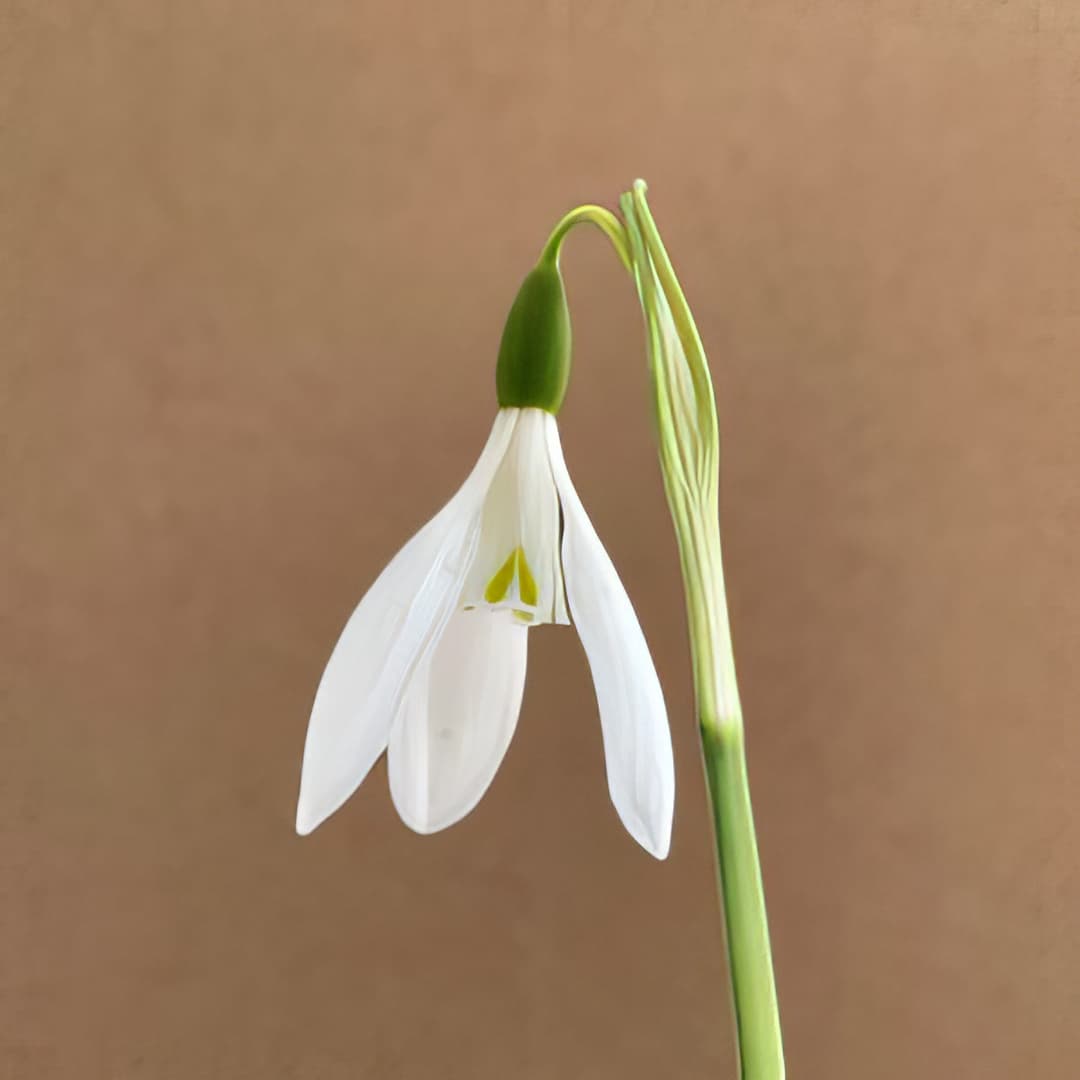 Galanthus elwesii Hiemalis Group 'Donald Simms Early'